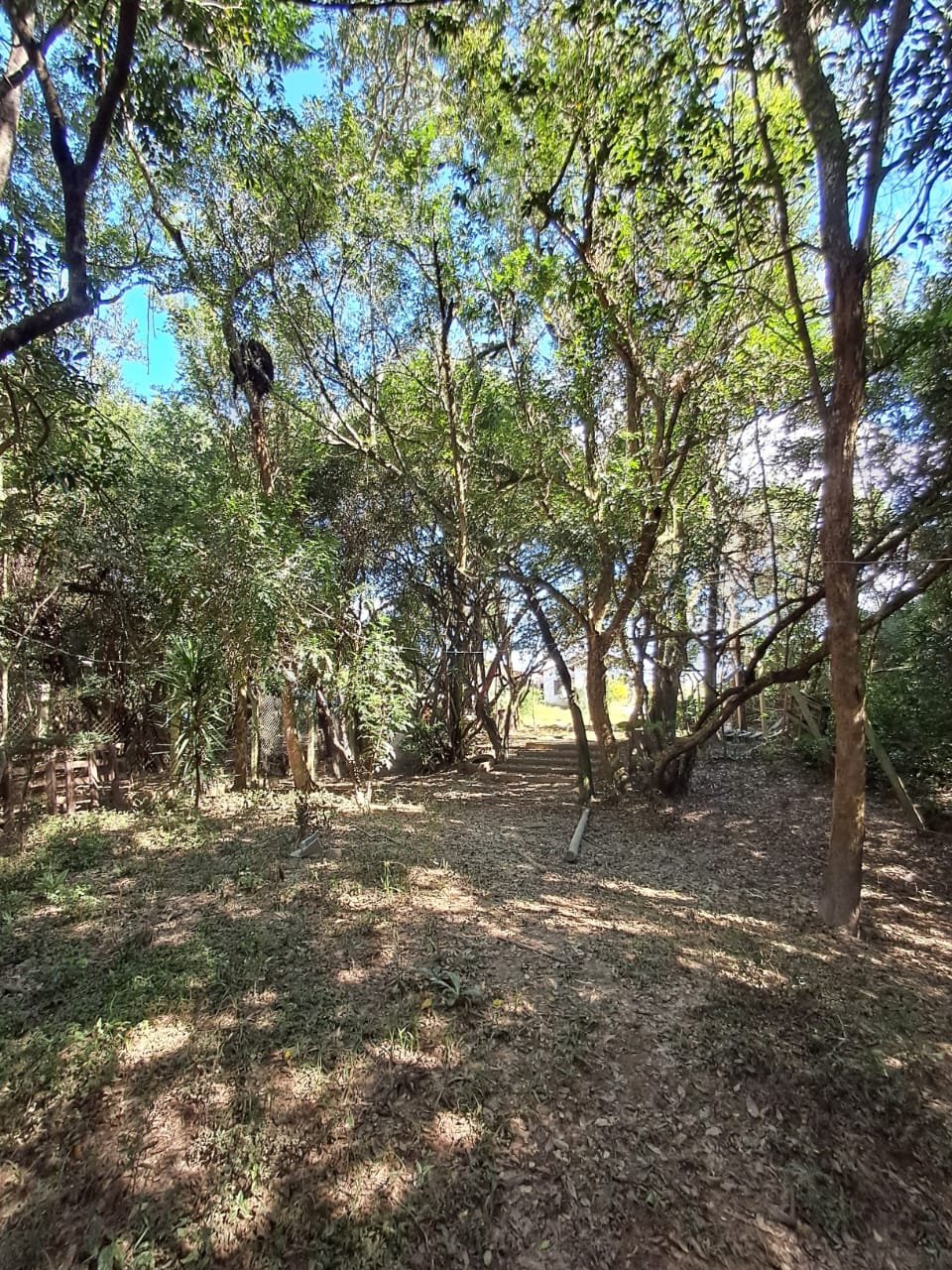 Área de bosque com árvores frutíferas